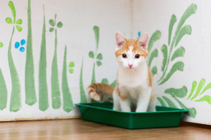 緑のトイレに入る膀胱炎が治らない猫