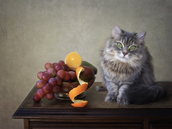 フルーツと猫