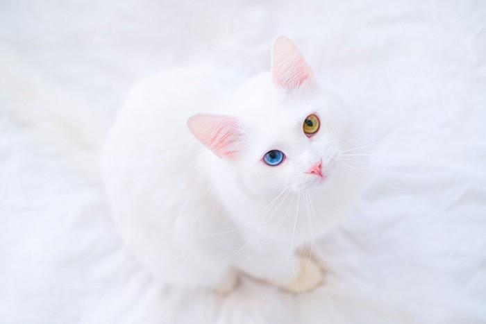 見上げるオッドアイの白猫