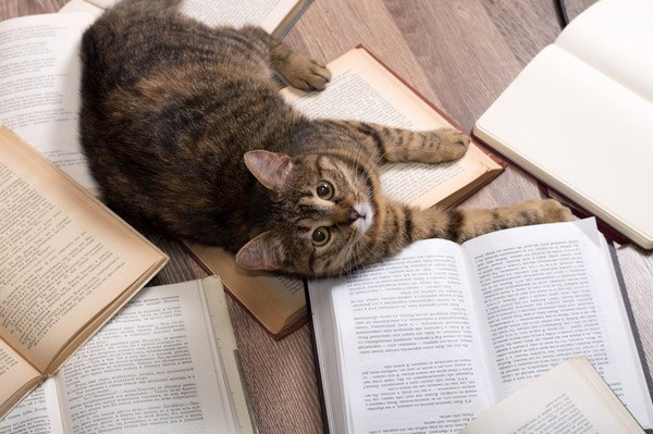 猫と本