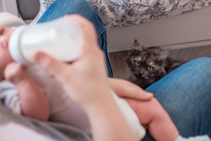 ミルクを飲む赤ちゃんを見る猫