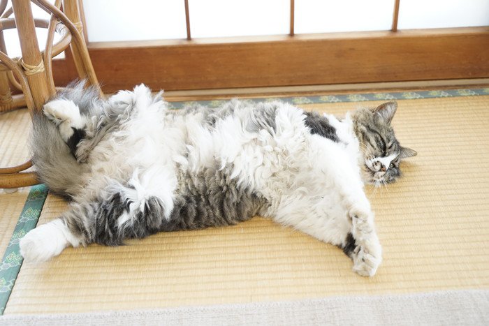 畳の上の猫の開き