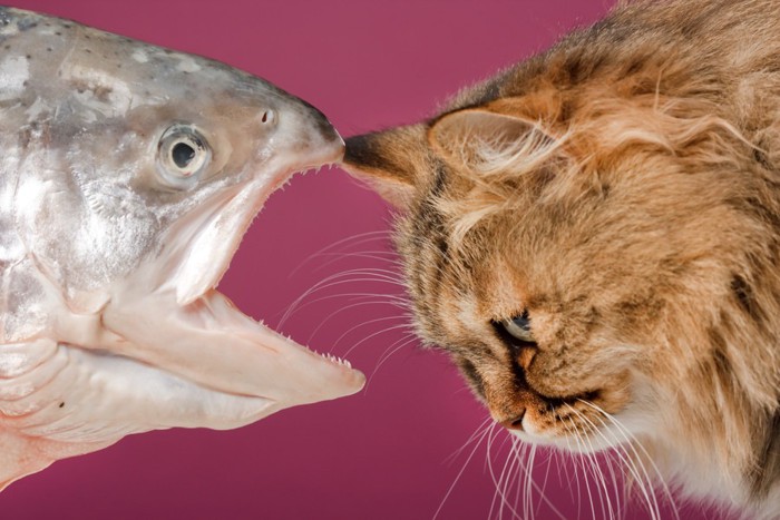 鮭と猫の横顔
