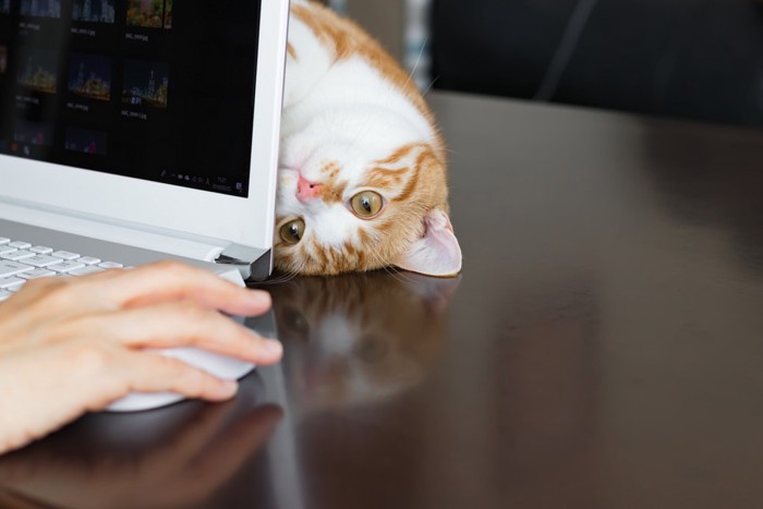 パソコンを邪魔する猫