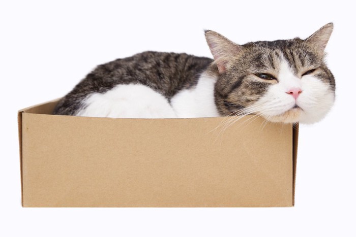 箱のフチに顎を乗せて眠る猫