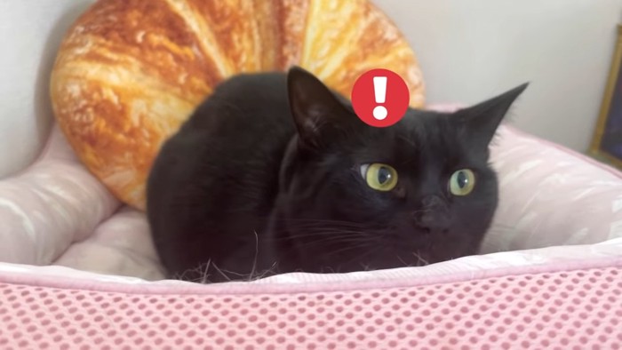 警戒した表情の黒猫