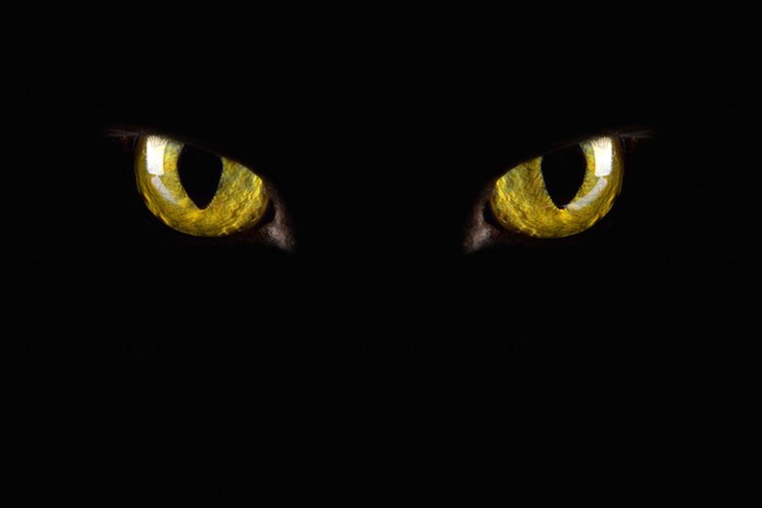 暗闇の中で光る黒猫の目