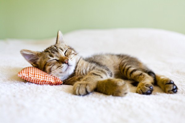 枕を敷き伸びて寝る猫