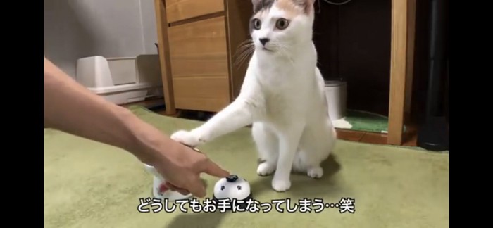 手を触る猫
