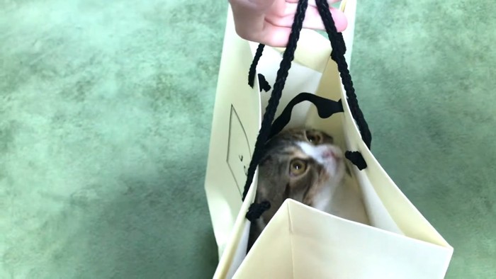 袋の中に入って持ち上げられる猫