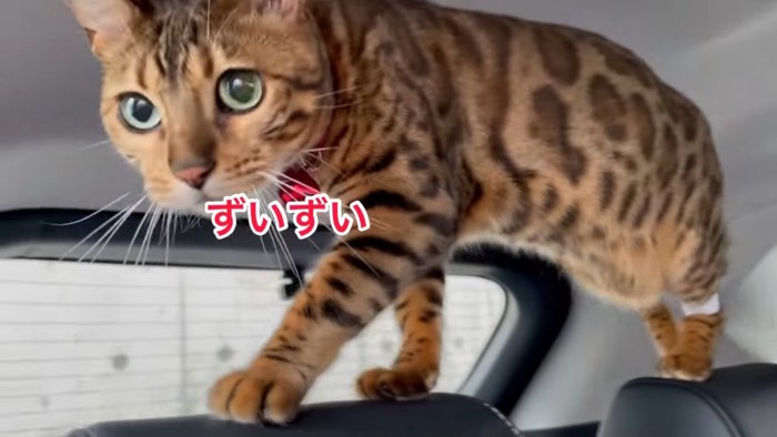 車の中を歩く猫