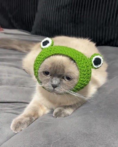 カエルの帽子をかぶってぼーっとしている猫