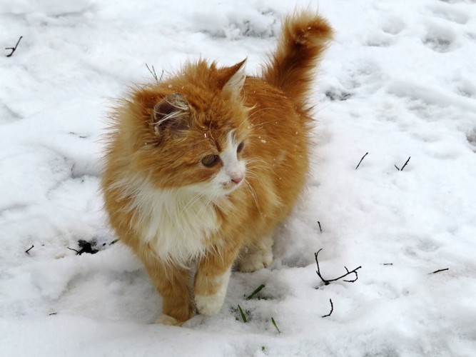 雪の上で片手を上げている猫