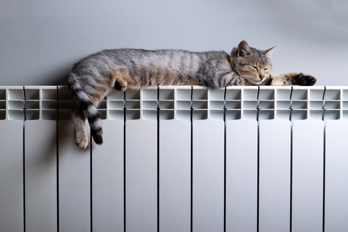 暖房の上の猫
