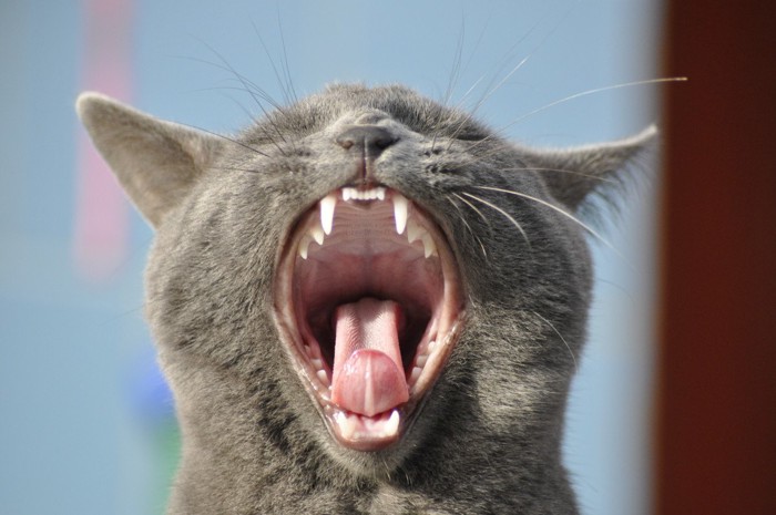 口を開けて歯を見せる猫