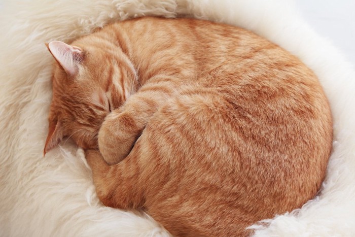 白い毛皮の上で丸まって眠る猫