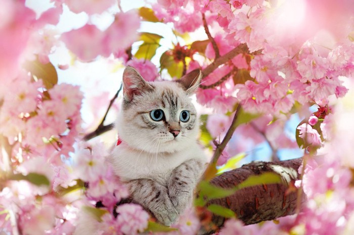 桜の木の上で遊ぶ猫