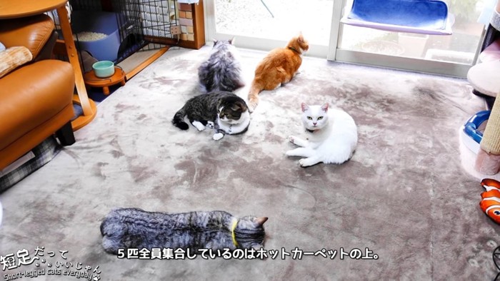 寝転ぶ5匹の猫