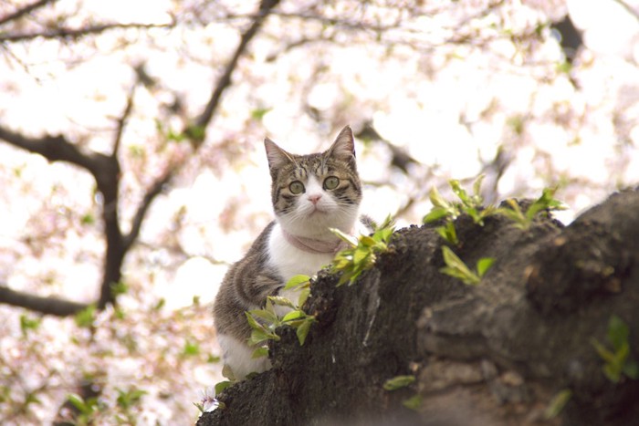 満開の木に登る猫