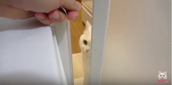 扉から覗く猫