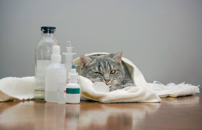 病気っぽい猫と薬