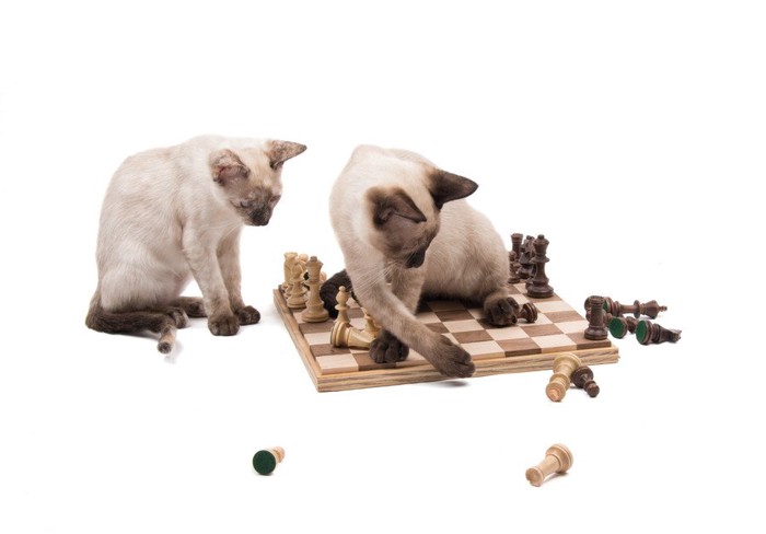 チェスの駒をはじく猫