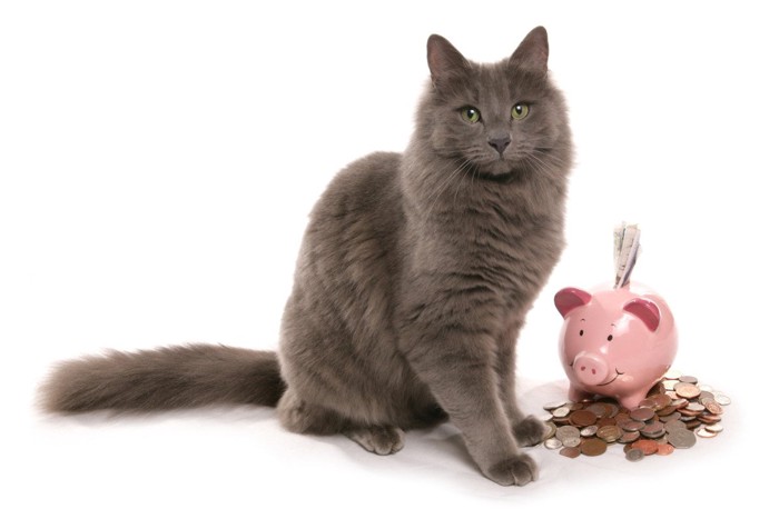 豚の貯金箱と猫