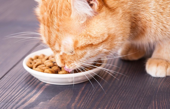 少量の餌を食べる猫