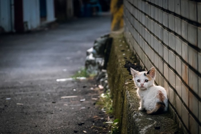 道端に座り込む迷子の子猫