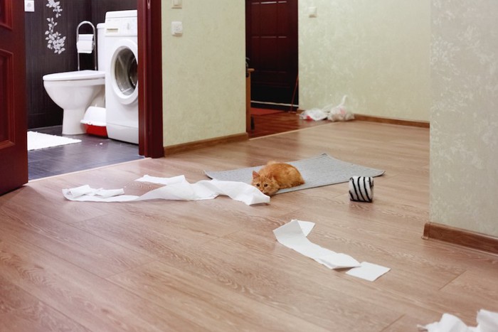 トイレットペーパーを散らかして遊ぶ猫
