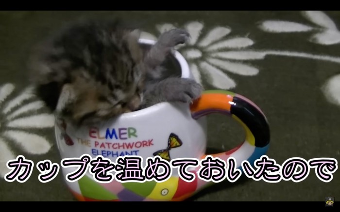 温めたカップの子猫