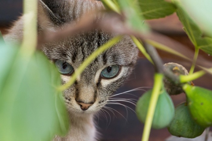 イチジクの枝の間にいる猫