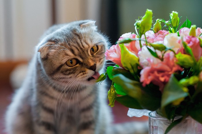 花瓶の花をなめる猫