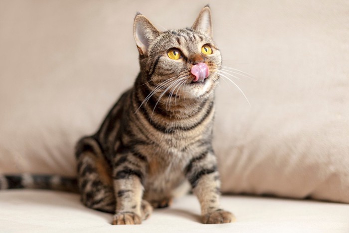 舌なめずりをする猫