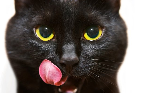 舌舐めずりをする猫