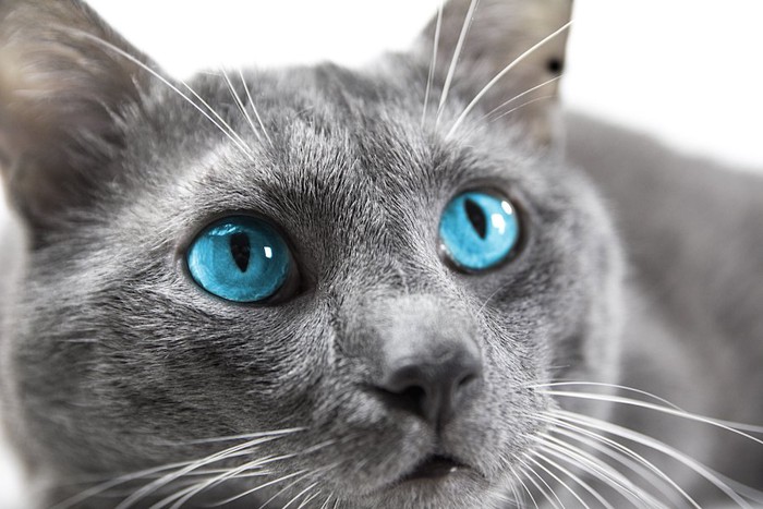青い目の猫の顔アップ