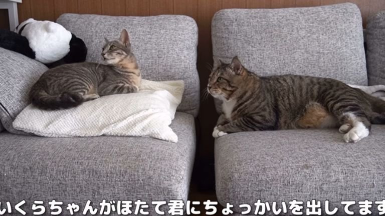ソファーでくつろいでいる2匹の猫