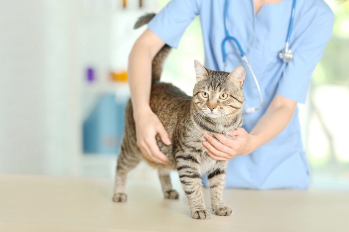 病院で体をチェックされている猫