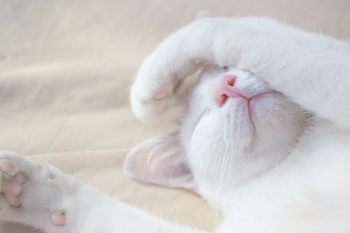 仰向けになって手で顔を隠して眠る猫