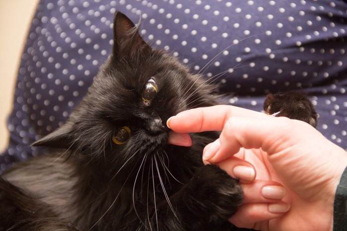 指を舐める猫