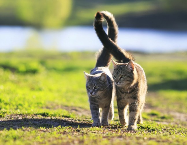 しっぽを立てる猫たち