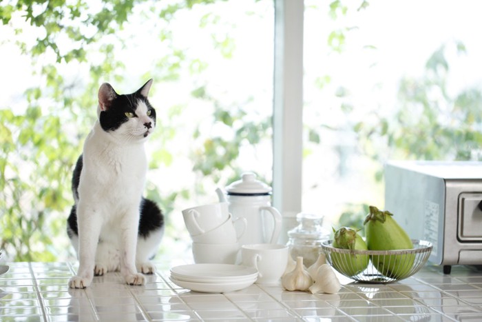 窓と白い食器と猫