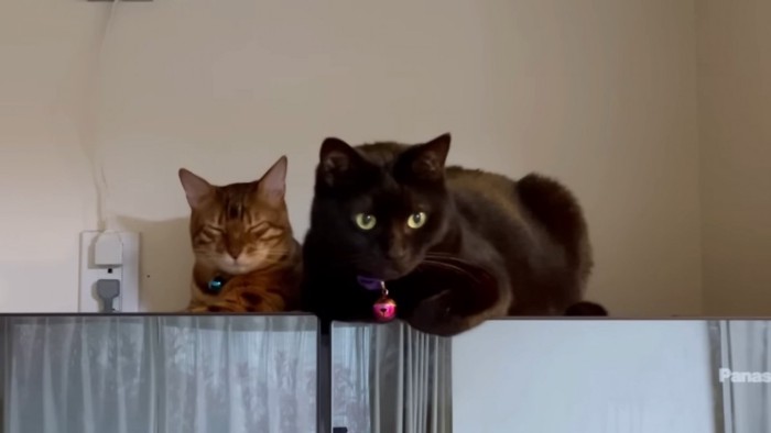 冷蔵庫の上にいる2匹の猫