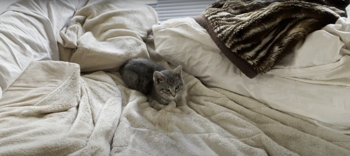 ベッドの上にいる子猫