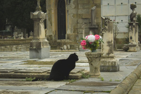 黒猫とお墓
