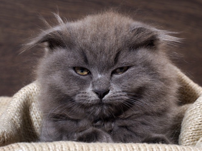 目を細める灰色の猫