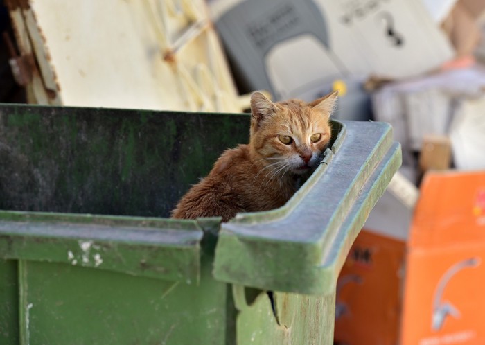 ゴミ箱にいる猫