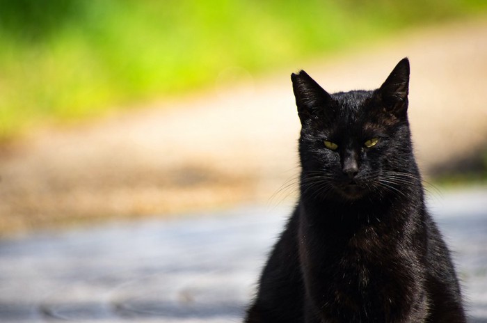 鋭い眼差しをした桜耳の黒猫