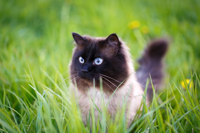 草の中で目を光らせる猫