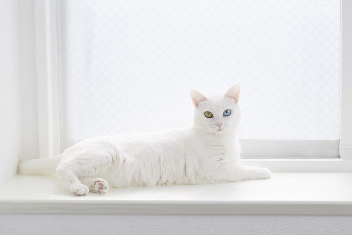 窓辺で休むオッドアイの白猫